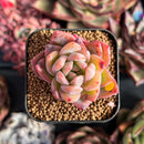 succulenty355.jpeg