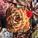 succulenty357.jpeg