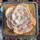 succulenty37.jpeg