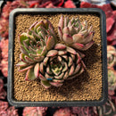 succulenty38.jpeg