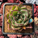 succulenty3.jpeg