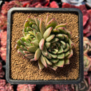 succulenty40.jpeg