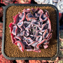 succulenty42.jpeg