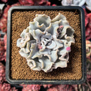 succulenty43.jpeg