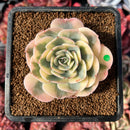 succulenty46.jpeg