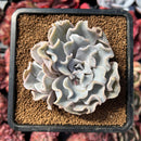succulenty47.jpeg