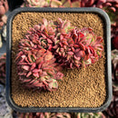 succulenty48.jpeg