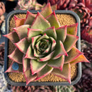 succulenty49.jpeg