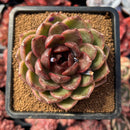 succulenty4.jpeg