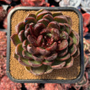 succulenty52.jpeg