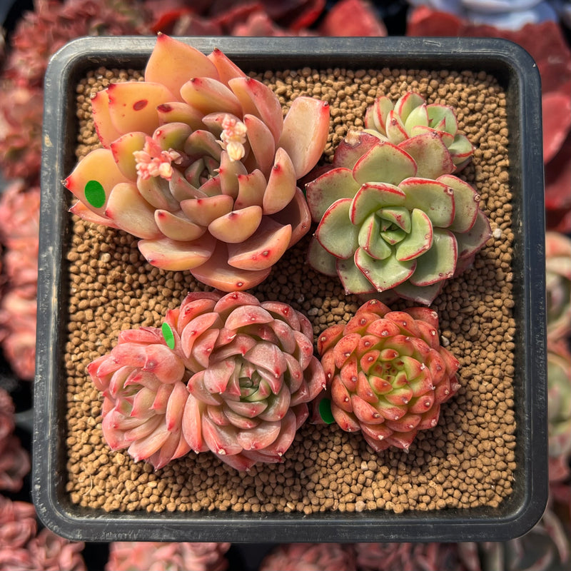 where can i buy rare succulents Set of Four 1"-2" Echeveria Succulent Plants – True Succulents Plant Co