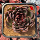 succulenty5.jpeg