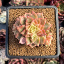 succulenty60.jpeg