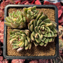 succulenty61.jpeg