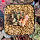 succulenty62.jpeg