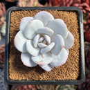 succulenty63.jpeg