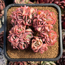 succulenty65.jpeg