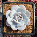 succulenty66.jpeg