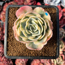 succulenty67.jpeg