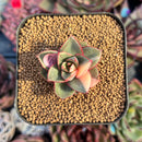 succulenty68.jpeg