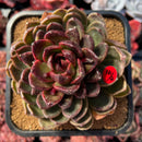 succulenty6.jpeg