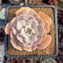 succulenty70.jpeg