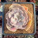 succulenty73.jpeg