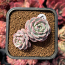 succulenty74.jpeg