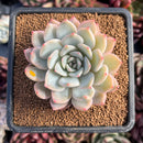 succulenty75.jpeg