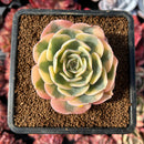 succulenty79.jpeg