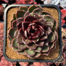 succulenty7.jpeg