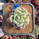 succulenty82.jpeg