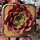 succulenty83.jpeg