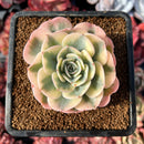 succulenty84.jpeg