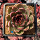 succulenty86.jpeg