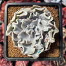 succulenty88.jpeg