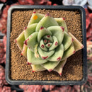 succulenty8.jpeg