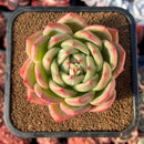 succulenty91.jpeg