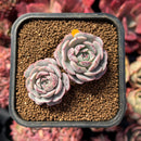 succulenty92.jpeg