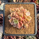 succulenty93.jpeg