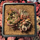 succulenty95.jpeg