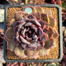 succulenty96.jpeg