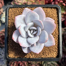 succulenty98.jpeg