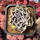 succulenty99.jpeg
