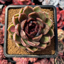 succulenty9.jpeg