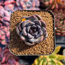 succuplanty104.jpeg