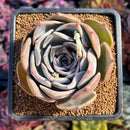 succuplanty105.jpeg