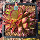 succuplanty110.jpeg