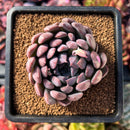 succuplanty115.jpeg