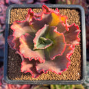 succuplanty127.jpeg